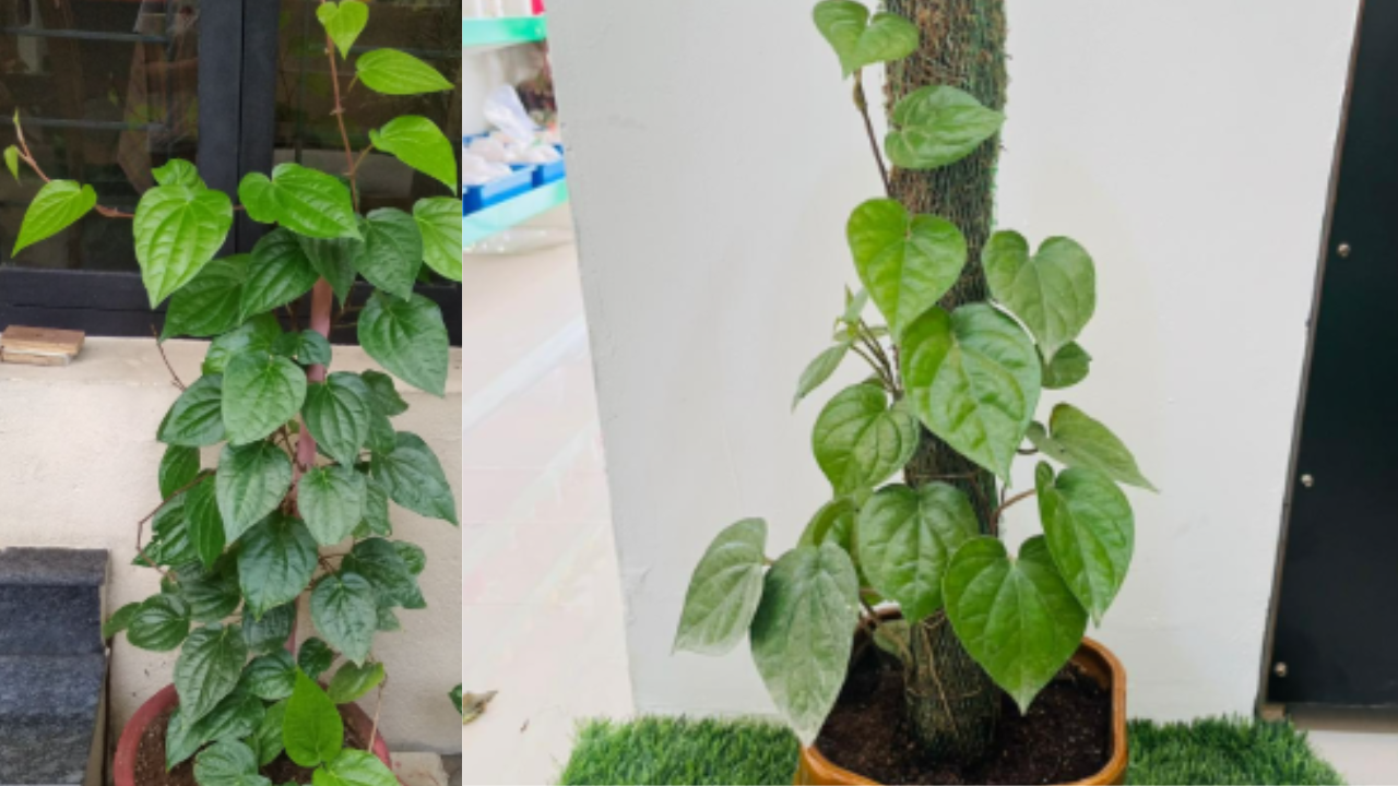 Betel Leaf