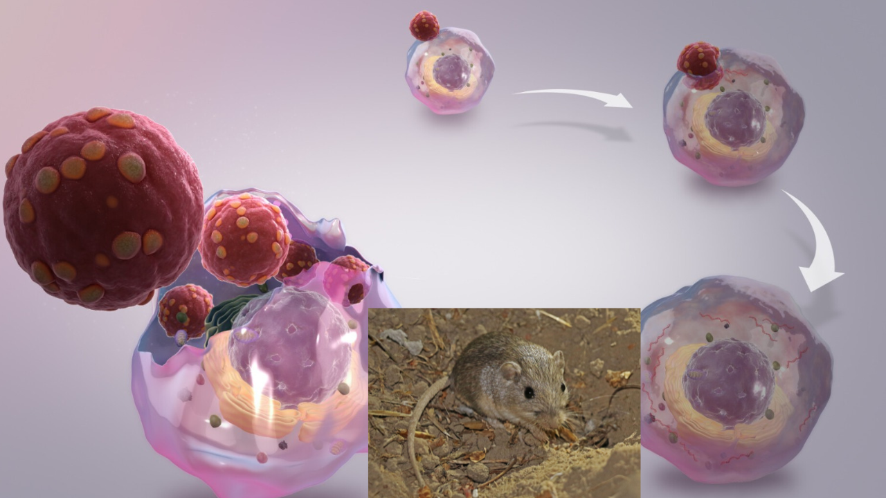 Hanta virus