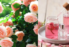 Roses