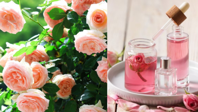 Roses