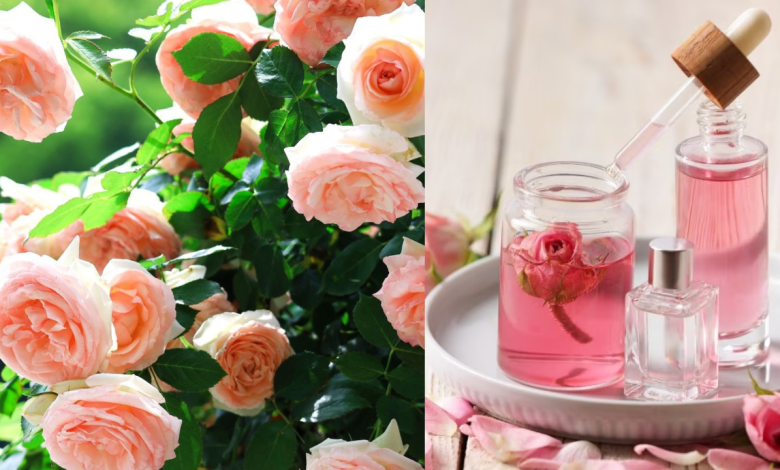 Roses