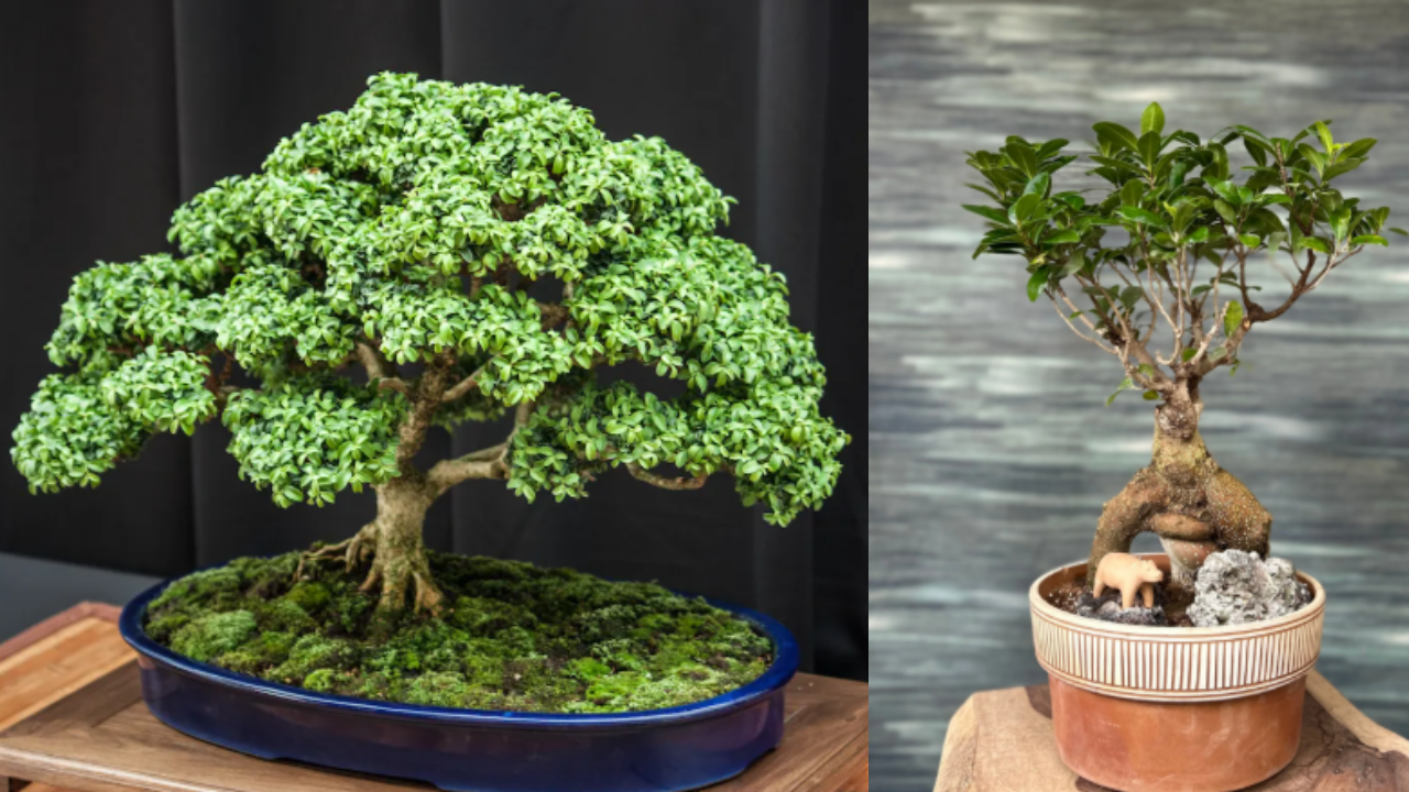 Bonsai