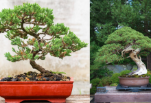 Bonsai