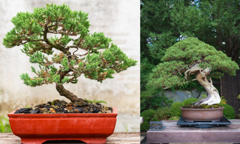 Bonsai