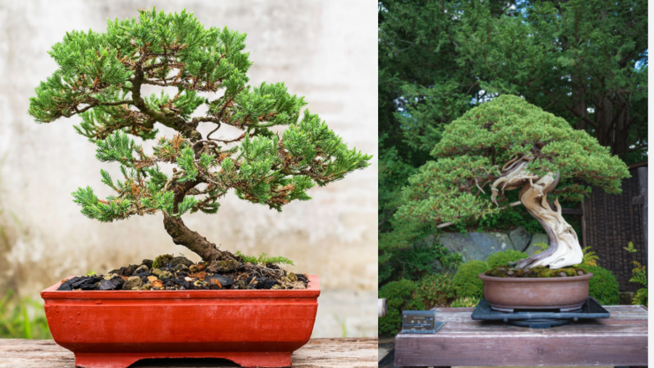 Bonsai