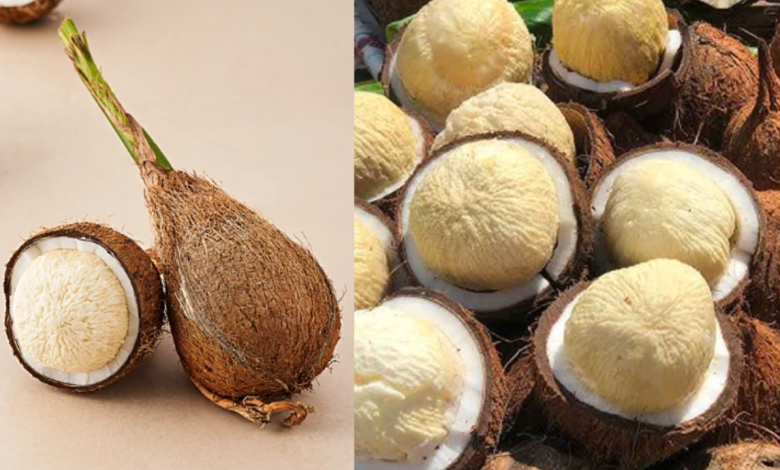 Coconut Flower