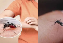 Mosquitoes