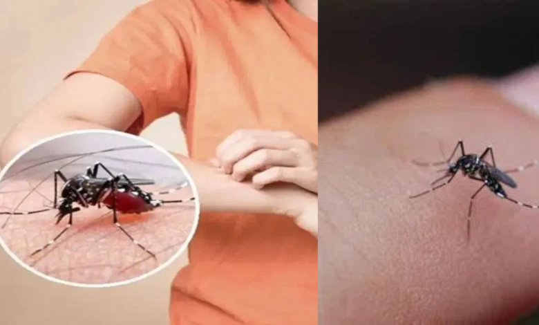 Mosquitoes