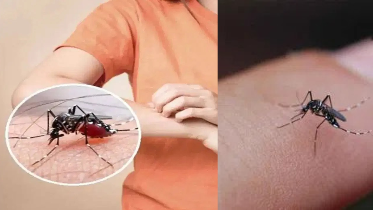 Mosquitoes