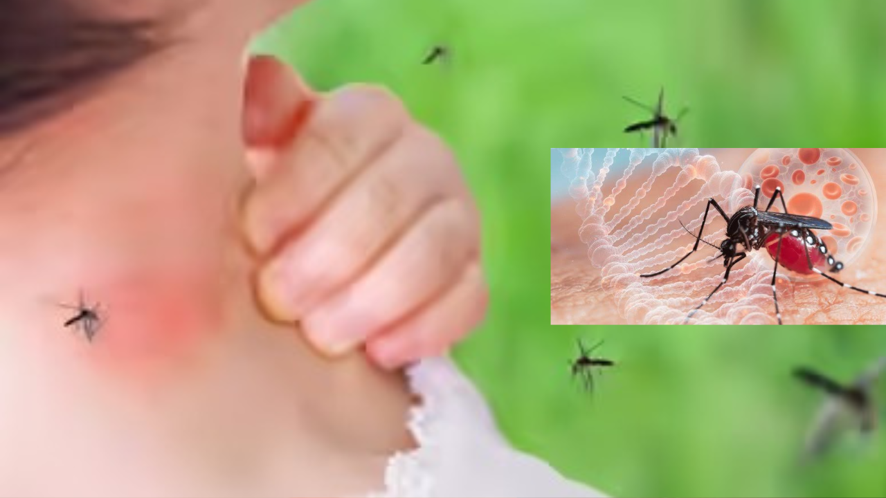 Mosquitoes