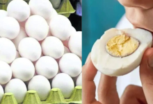 Egg Price