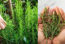 Rosemary