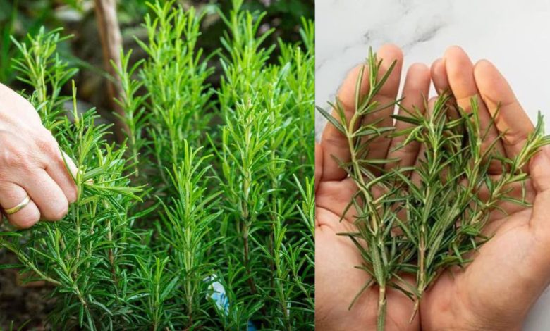 Rosemary