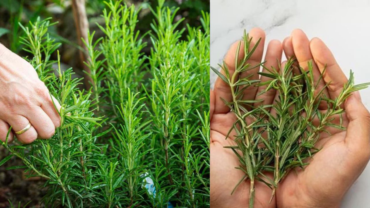 Rosemary