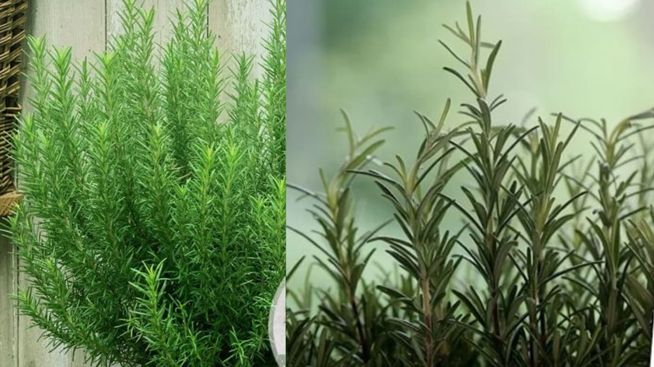 Rosemary