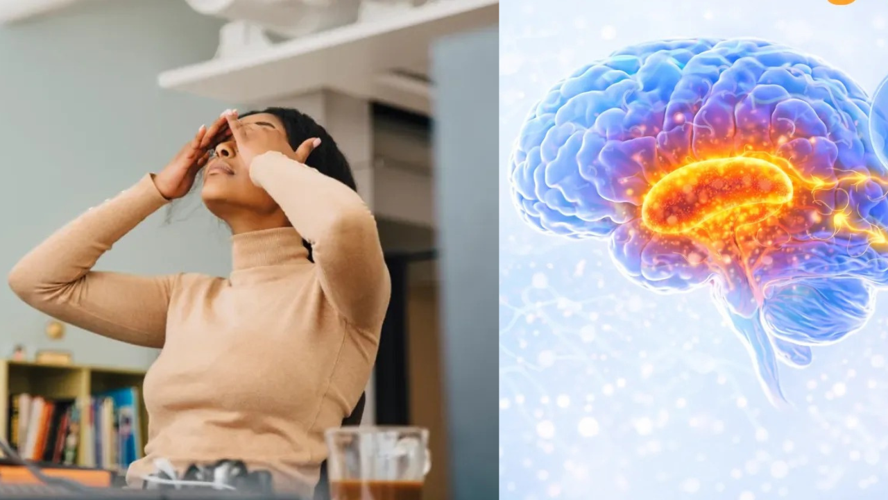Brain