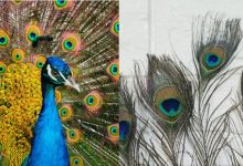 Peacock Feather