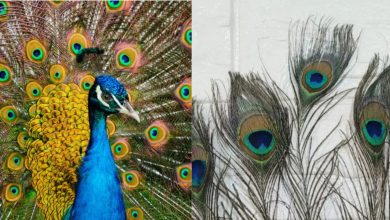 Peacock Feather