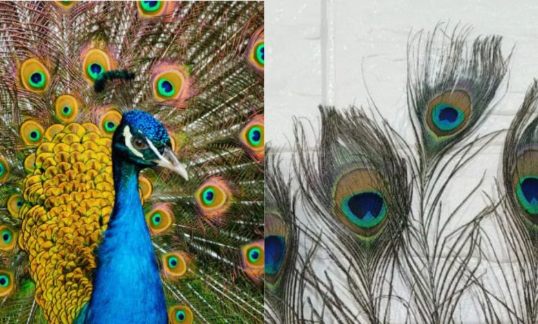Peacock Feather