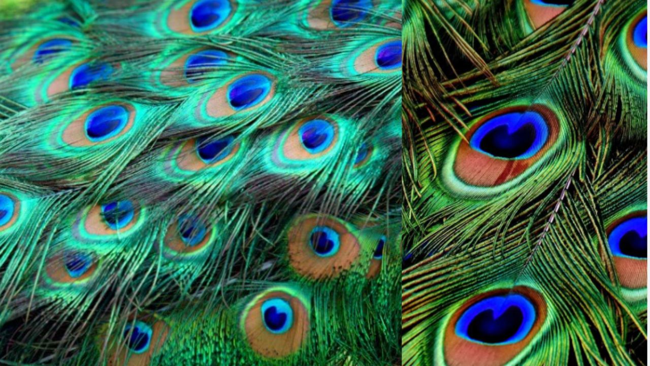 Peacock Feather