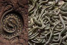 Snakes