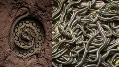 Snakes