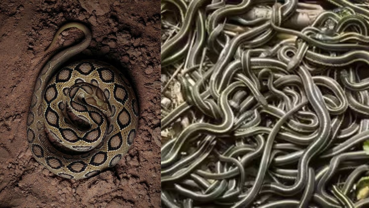 Snakes