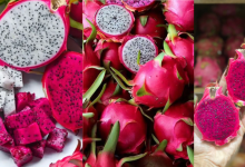 Dragon Fruit
