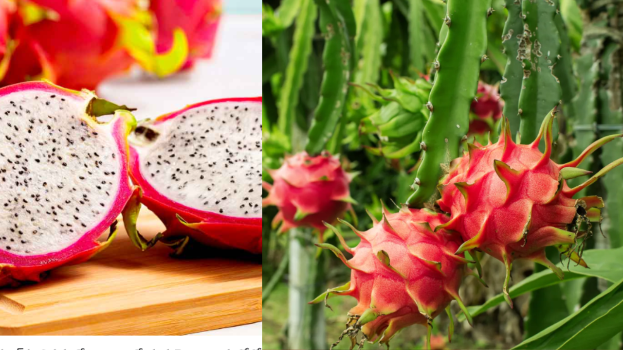 Dragon Fruit
