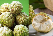 Custard Apple