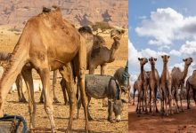 Africa Camels