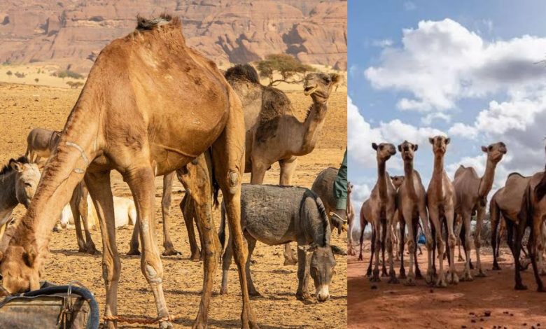 Africa Camels