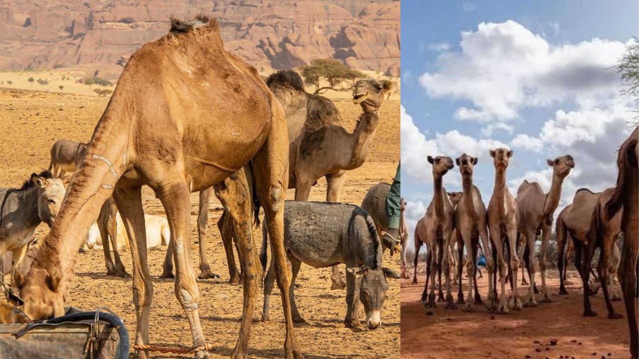 Africa Camels