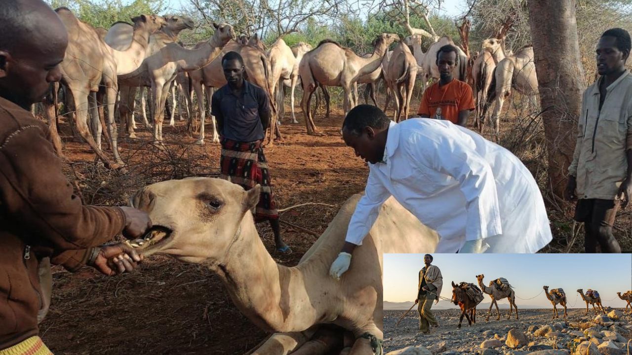 Africa Camels