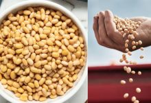 Soya Beans