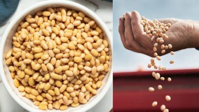 Soya Beans