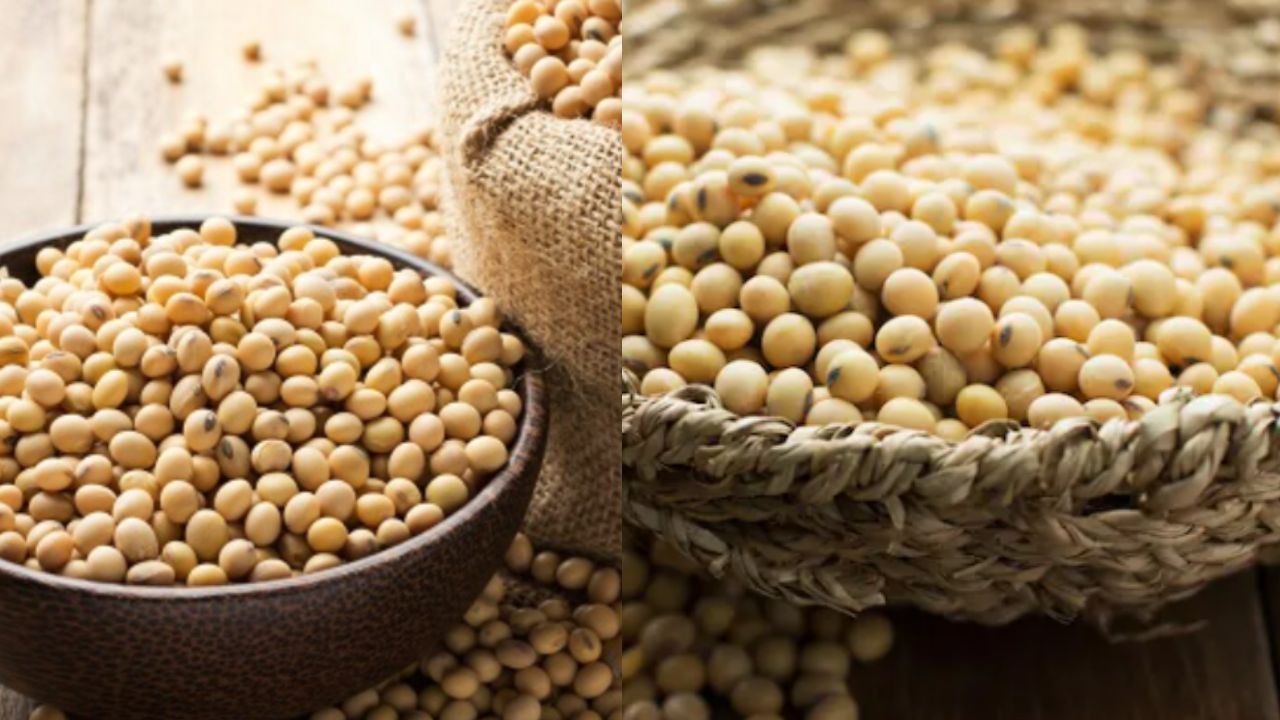 Soya Beans