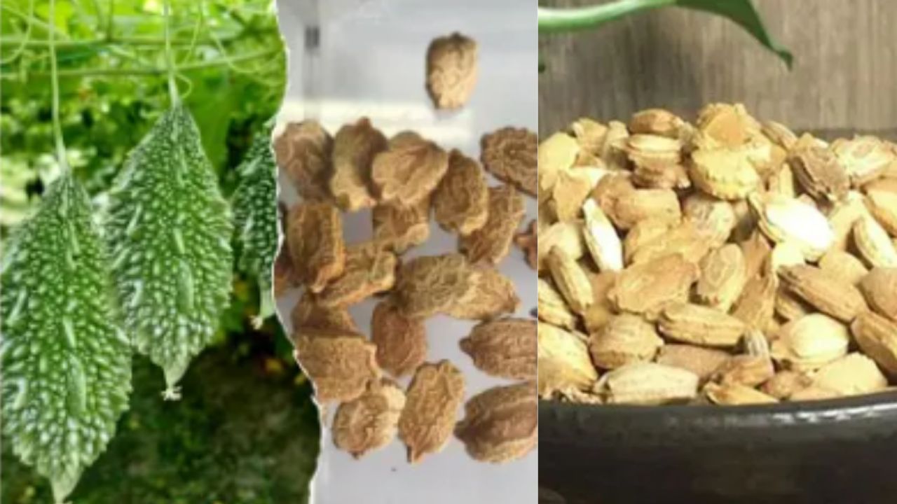 Bitter Gourd Seeds