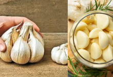 Garlic
