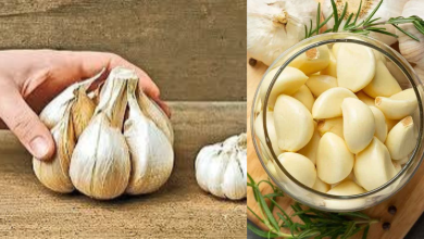 Garlic