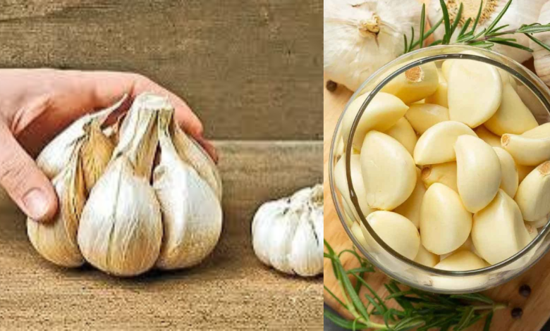 Garlic