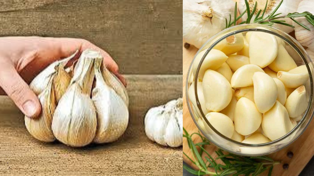 Garlic