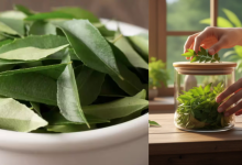 Curry Leaves