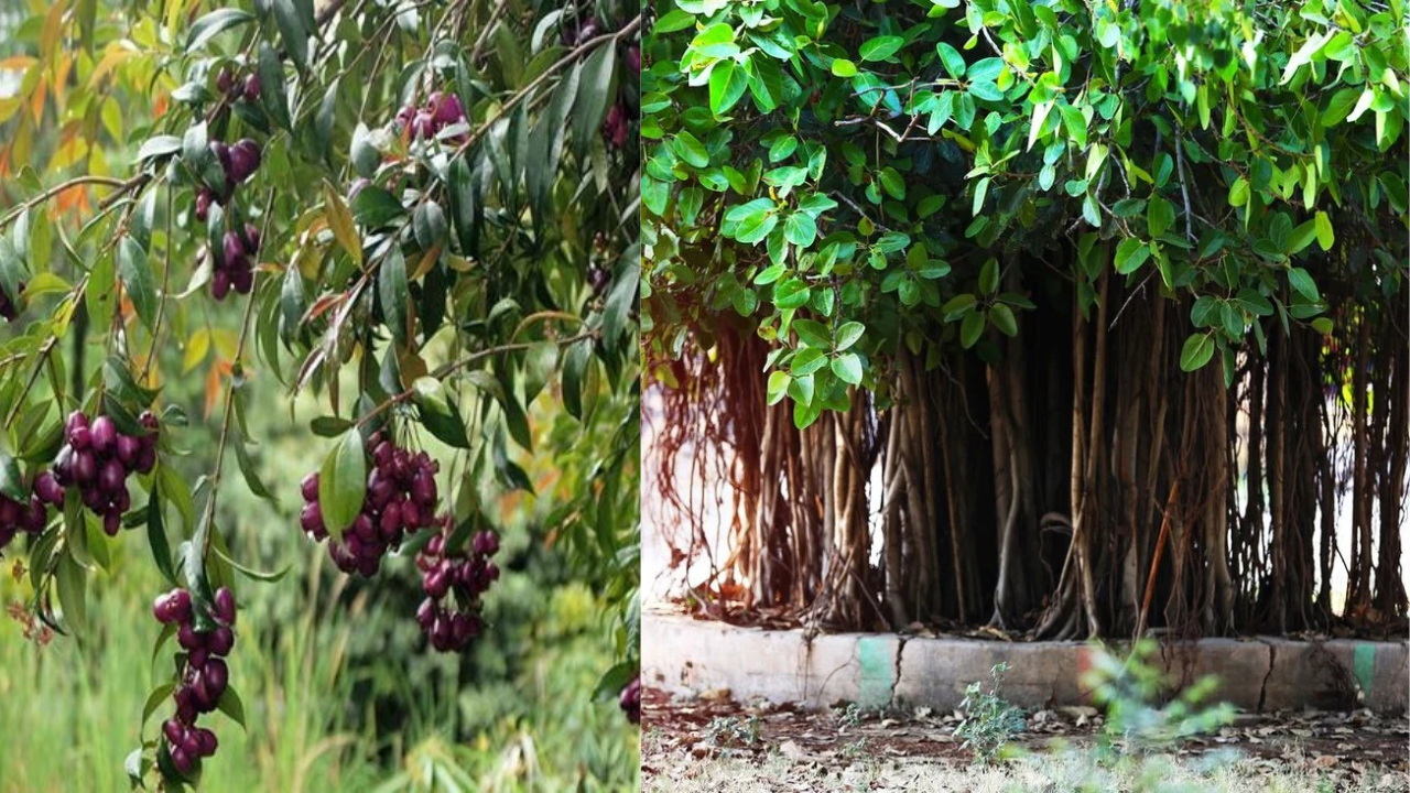 Environment