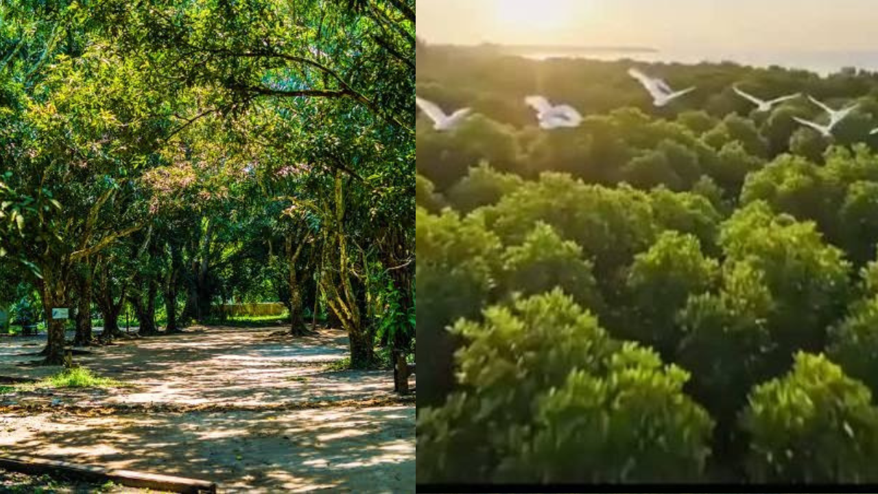 Great Green Wall