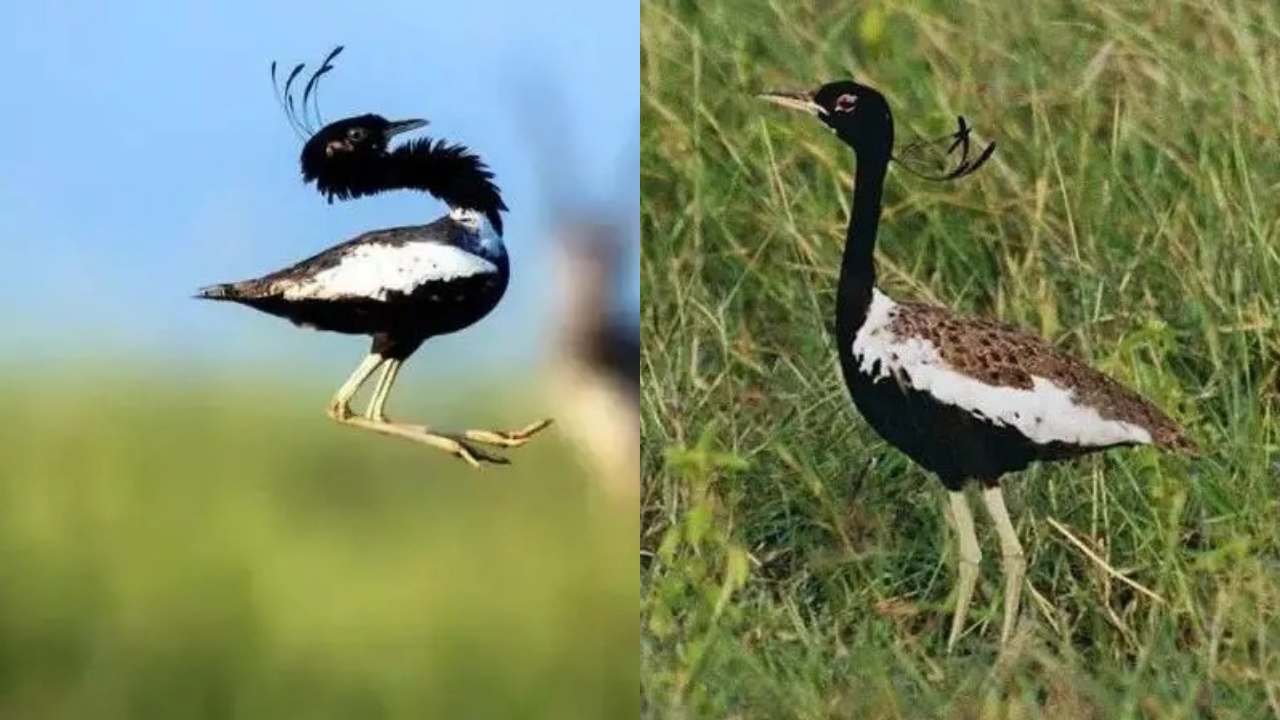 Lesser Florican