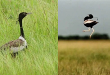 Lesser Florican