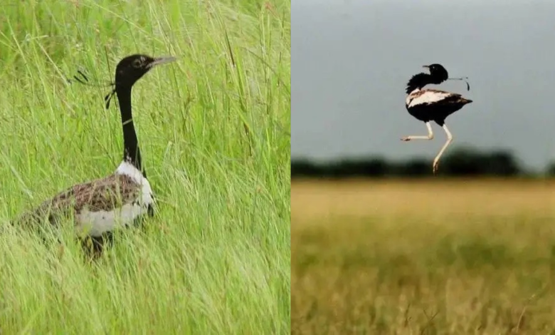 Lesser Florican