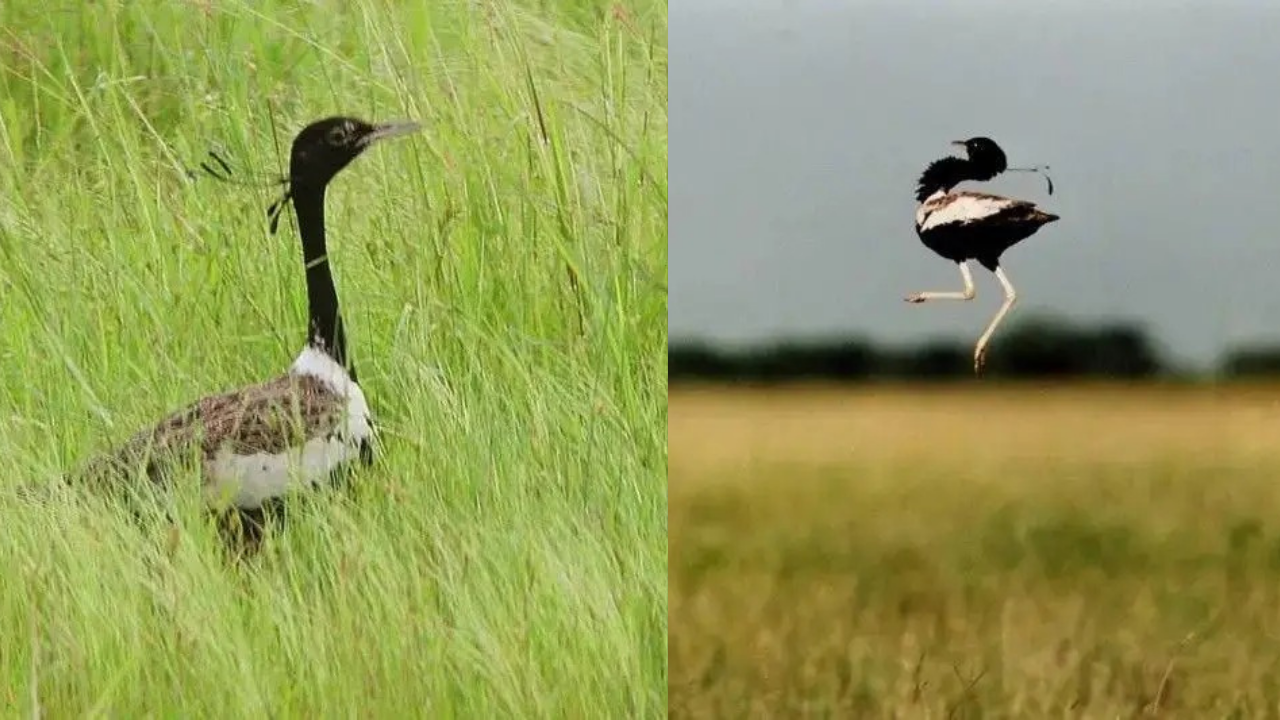 Lesser Florican
