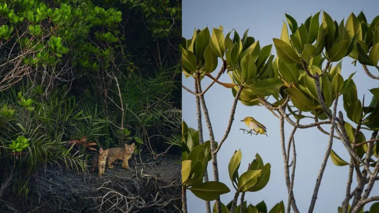 Mangroves
